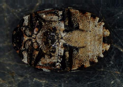 Réf. 301 456 : Anthrenus scrophulariae